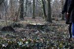 Wycinka 303 drzew w parku Grabiszyńskim wstrzymana. Konserwator zabytków dostrzegł nieprawidłowości, 