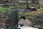 Wycinka 303 drzew w parku Grabiszyńskim wstrzymana. Konserwator zabytków dostrzegł nieprawidłowości, 