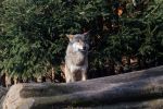 Nowa inwestycja we wrocławskim ZOO - wybieg dla wilków [ZDJĘCIA, WIZUALIZACJE], 