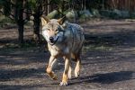 Nowa inwestycja we wrocławskim ZOO - wybieg dla wilków [ZDJĘCIA, WIZUALIZACJE], 