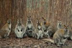 We wrocławskim zoo pięć maluchów już wystaje z kangurzych toreb [ZDJĘCIA], 