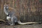 We wrocławskim zoo pięć maluchów już wystaje z kangurzych toreb [ZDJĘCIA], 