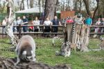 Sześcioro małych „królów Julianów” przyszło na świat we wrocławskim zoo [DUŻO ZDJĘĆ], 
