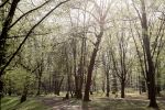 Wycinka drzew w Parku Szczytnickim. Będzie afera jak na Grabiszynku?, Magda Pasiewicz