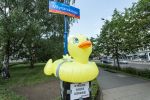 We Wrocławiu stanął pomnik „gumowej kaczki”. O co chodzi? [ZDJĘCIA], 