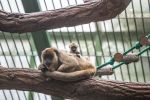 Najgłośniejsza małpa świata urodziła się we wrocławskim zoo [ZDJĘCIA], 