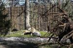 Wilcza Ostoja. Nowy wybieg dla wilków we wrocławskim zoo [ZDJĘCIA], Magda Pasiewicz