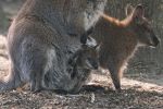 Wiosna na całego! W zoo urodziły się małe lemury, jeżozwierze, muflony i inne zwierzaki [ZDJĘCIA], mat. ZOO Wrocław