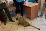 5-miesięczna lwica Kari na badaniach we Wrocławiu [ZDJĘCIA, WIDEO], ad