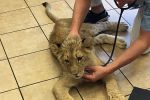 5-miesięczna lwica Kari na badaniach we Wrocławiu [ZDJĘCIA, WIDEO], 