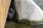 Nowy wybieg we wrocławskim zoo. Zobacz, jak mieszkają wydry [ZDJĘCIA, WIDEO], 