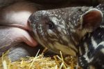 Ta tapirka ma charakterek! Tak mała Sara obchodziła urodziny we wrocławskim zoo [ZDJĘCIA, WYWIAD], 