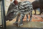 Ta tapirka ma charakterek! Tak mała Sara obchodziła urodziny we wrocławskim zoo [ZDJĘCIA, WYWIAD], 
