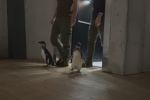 Pingwiny zwiedziły wrocławskie zoo. Miały frajdę, jak dzieci! [WIDEO], ZOO Wrocław