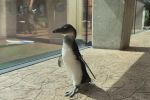 Pingwiny zwiedziły wrocławskie zoo. Miały frajdę, jak dzieci! [WIDEO], ZOO Wrocław
