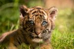 Wybrali imię dla małej tygrysicy z wrocławskiego zoo, 