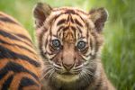 Wybrali imię dla małej tygrysicy z wrocławskiego zoo, 