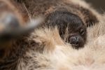 Pierwsze takie narodziny we wrocławskim zoo! To przedstawiciel pozornie leniwego gatunku [ZDJĘCIA], 