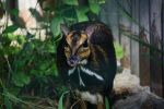 Sensacja! W zoo nagrano narodziny myszojelenia. „To milowy krok” [ZDJĘCIA, WIDEO], ZOO Wrocław