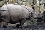 Sensacja w zoo! Pierwsze we Wrocławiu narodziny nosorożca indyjskiego [ZDJĘCIA], ZOO Wrocław