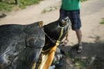 Ruszyły odłowy inwazyjnych żółwi z wrocławskiej fosy miejskiej [ZDJĘCIA], NATRIX