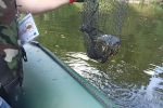 Ruszyły odłowy inwazyjnych żółwi z wrocławskiej fosy miejskiej [ZDJĘCIA], NATRIX