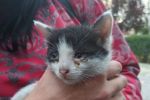 Strażnicy miejscy uratowali małe kotki i apelują: „zaadoptujcie je” [ZDJĘCIA], Straż Miejska Wrocław