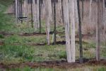 Przy obwodnicy Leśnicy uschło prawie 900 drzew [ZDJĘCIA], 