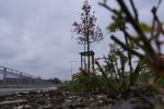 Przy obwodnicy Leśnicy uschło prawie 900 drzew [ZDJĘCIA], Jakub Jurek
