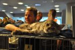 Wystawa kotów na Stadionie Wrocław. Wy też zobaczcie te słodziaki! [ZDJĘCIA], Marta Gołębiowska