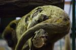 We wrocławskim zoo urodziła się mała małpka [ZOBACZ ZDJĘCIA MALUCHA], ZOO Wrocław