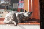 Legendarny kot powrócił do antykwariatu na Szewskiej. Dante ma swój pomnik! [ZDJĘCIA], Magda Pasiewicz