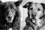 Wzruszające zdjęcia „niewidzialnych” psów z wrocławskiego schroniska, Natalia/Realite (mat. schroniska)