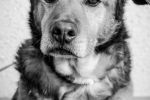 Wzruszające zdjęcia „niewidzialnych” psów z wrocławskiego schroniska, Natalia/Realite (mat. schroniska)