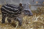 We wrocławskim zoo na świat przyszła mała, słodka „świnka”, która jest krewnym nosorożca [WIDEO], 