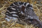 We wrocławskim zoo na świat przyszła mała, słodka „świnka”, która jest krewnym nosorożca [WIDEO], 