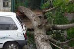 Powalone drzewo zatarasowało drogę autobusom, Fot. ilustracyjne