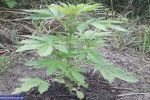 Policjanci zlikwidowali plantacje marihuany, zabezpieczając kilkaset roślin, Dolnośląska policja