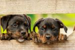 Dziś wypada Międzynarodowy Dzień Psa. Schronisko organizuje piknik i psie zawody, pixabay.com