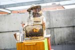 Nowe ule we Wrocławiu. 300 tysięcy pszczół zamieszkało na dachu centrum handlowego [ZDJĘCIA], mat. prasowe