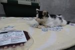 Psia i kocia krew z wrocławskiego banku ratuje życie czworonogów z Polski i zagranicy, Karol Kirstein