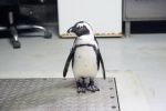 Jenot zagryzł pięć pingwinów we wrocławskim zoo, Magda Pasiewcz