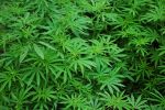 24-latek zatrzymany za posiadanie marihuany. Twierdził, że ma ją z... lasu, pixabay.com