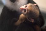 Nowy mieszkaniec zoo. Afrykańska małpa, która lubi śnieg [ZDJĘCIA], ZOO Wrocław