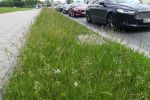 Wrocław: Czy miasto zapomniało o koszeniu trawników?, Zarząd Zieleni Miejskiej