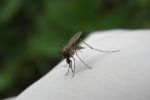 We Wrocławiu jest coraz więcej komarów. Czy miasto z nimi walczy?, pixabay.com