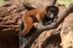 We wrocławskim zoo przyszły na świat małe lemury [ZDJĘCIA, WIDEO], mat. ZOO Wrocław