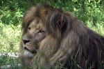 Wrocławskie zoo szuka opiekuna lwów, tygrysów i niedźwiedzi. To praca marzeń dla miłośników zwierząt? [WIDEO], 