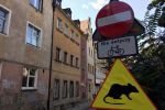 Wrocław szykuje się do walki ze szczurami, archiwum