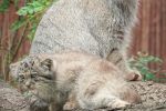 We wrocławskim zoo urodziło się pięć wrażliwych kociąt [ZDJĘCIA], Materiały prasowe